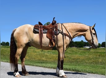 Trekpaard, Ruin, 8 Jaar, 157 cm, Buckskin