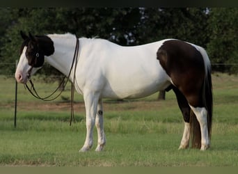 Trekpaard Mix, Ruin, 8 Jaar, 157 cm