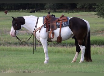 Trekpaard Mix, Ruin, 8 Jaar, 157 cm