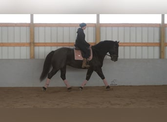 Trekpaard Mix, Ruin, 8 Jaar, 160 cm, Roan-Blue