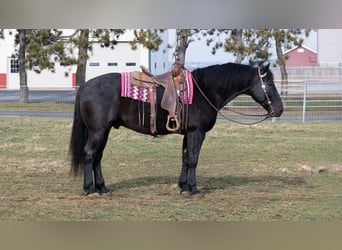 Trekpaard Mix, Ruin, 8 Jaar, 160 cm, Roan-Blue