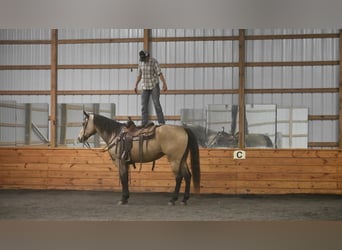 Trekpaard Mix, Ruin, 8 Jaar, 163 cm, Buckskin