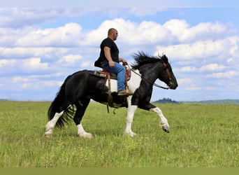 Trekpaard Mix, Ruin, 8 Jaar, 163 cm, Gevlekt-paard