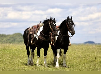 Trekpaard Mix, Ruin, 8 Jaar, 163 cm, Gevlekt-paard