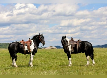 Trekpaard Mix, Ruin, 8 Jaar, 163 cm, Gevlekt-paard