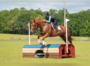 Trekpaard Mix, Ruin, 8 Jaar, 163 cm, Roodvos