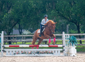 Trekpaard Mix, Ruin, 8 Jaar, 163 cm, Roodvos
