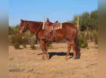 Trekpaard Mix, Ruin, 8 Jaar, 165 cm, Donkere-vos