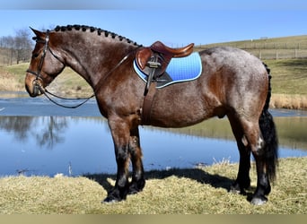 Trekpaard Mix, Ruin, 8 Jaar, 170 cm, Roan-Bay