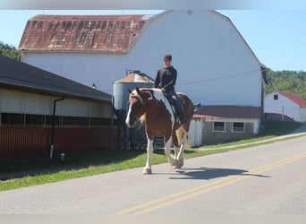 Trekpaard Mix, Ruin, 8 Jaar, 180 cm, Gevlekt-paard