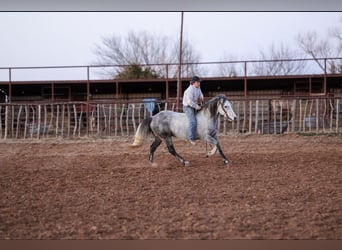 Trekpaard Mix, Ruin, 8 Jaar, Schimmel