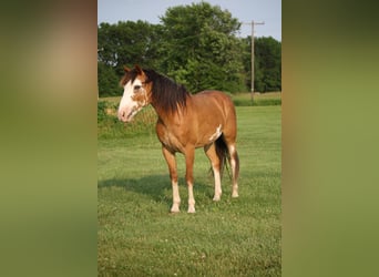 Trekpaard, Ruin, 9 Jaar, 147 cm, Sabino