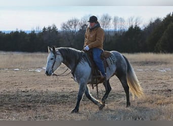 Trekpaard, Ruin, 9 Jaar, 150 cm, Schimmel