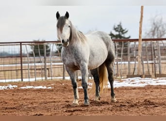 Trekpaard, Ruin, 9 Jaar, 150 cm, Schimmel