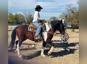 Trekpaard Mix, Ruin, 9 Jaar, 152 cm, Gevlekt-paard