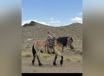 Trekpaard Mix, Ruin, 9 Jaar, 155 cm, Buckskin