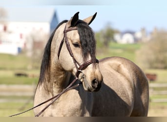 Trekpaard, Ruin, 9 Jaar, 157 cm, Buckskin
