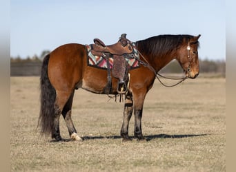 Trekpaard Mix, Ruin, 9 Jaar, 157 cm, Roodbruin