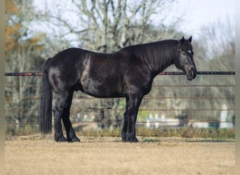 Trekpaard Mix, Ruin, 9 Jaar, 160 cm, Roan-Blue