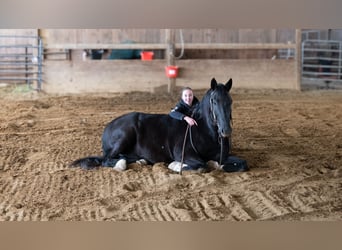 Trekpaard Mix, Ruin, 9 Jaar, 163 cm, Zwart