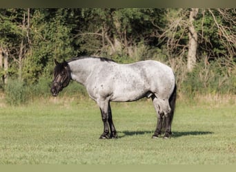 Trekpaard Mix, Ruin, 9 Jaar, 173 cm, Roan-Blue