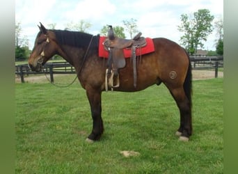 Trekpaard, Ruin, 9 Jaar, 175 cm, Roodbruin