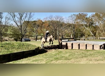 Trekpaard, Ruin, 9 Jaar, Buckskin