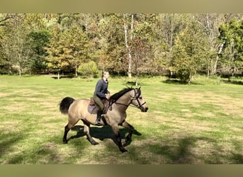 Trekpaard, Ruin, 9 Jaar, Buckskin