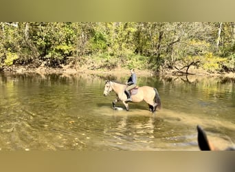Trekpaard, Ruin, 9 Jaar, Buckskin