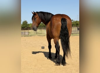 Trekpaard Mix, Ruin, 9 Jaar, Roodbruin