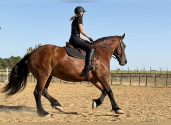 Trekpaard Mix, Ruin, 9 Jaar, Roodbruin