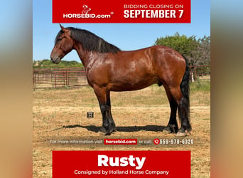 Trekpaard Mix, Ruin, 9 Jaar, Roodbruin