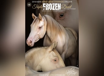 American Quarter Horse, Stallone, 7 Anni, 146 cm, Champagne