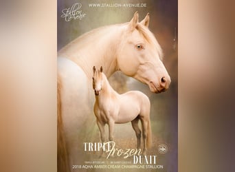 Caballo cuarto de milla, Semental, 8 años, 146 cm, Champán