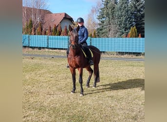 Trotón alemán, Caballo castrado, 10 años, 158 cm, Castaño