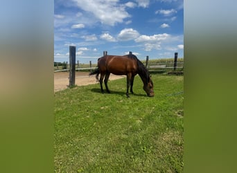 Trotón alemán, Caballo castrado, 10 años, 160 cm, Castaño