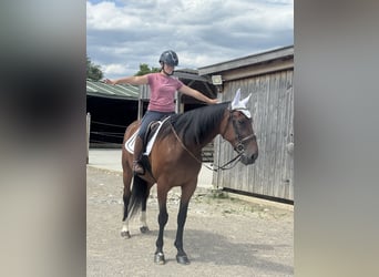 Trotón alemán, Caballo castrado, 10 años, 164 cm, Castaño