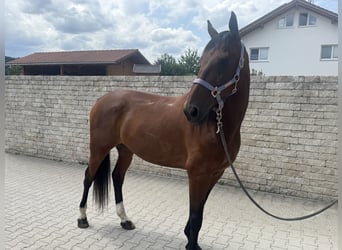 Trotón alemán, Caballo castrado, 10 años, 164 cm, Castaño