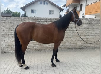 Trotón alemán, Caballo castrado, 10 años, 164 cm, Castaño