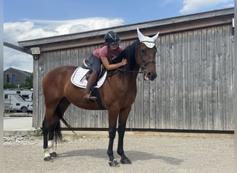 Trotón alemán, Caballo castrado, 10 años, 164 cm, Castaño