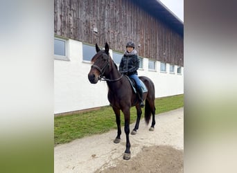 Trotón alemán, Caballo castrado, 10 años, 167 cm, Castaño oscuro