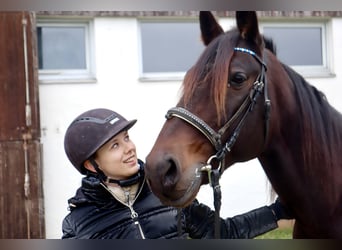 Trotón alemán, Caballo castrado, 10 años, 167 cm, Castaño oscuro