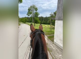 Trotón alemán, Caballo castrado, 10 años, 170 cm, Castaño