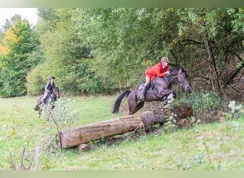 Trotón alemán, Caballo castrado, 11 años, 170 cm, Castaño oscuro