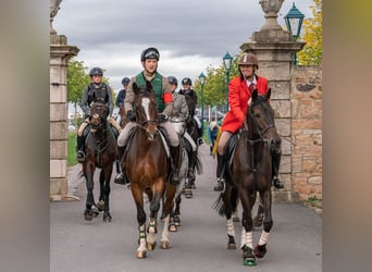 Trotón alemán, Caballo castrado, 11 años, 170 cm, Castaño oscuro