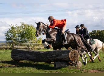 Trotón alemán, Caballo castrado, 11 años, 170 cm, Castaño oscuro