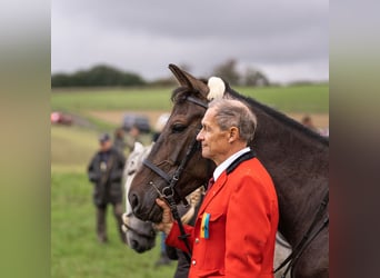Trotón alemán, Caballo castrado, 11 años, 170 cm, Castaño oscuro