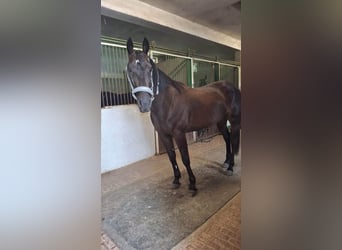 Trotón alemán, Caballo castrado, 12 años, 155 cm, Negro