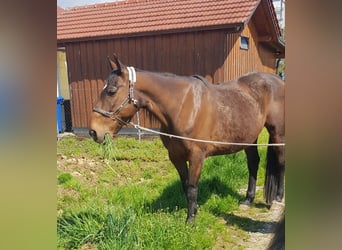 Trotón alemán, Caballo castrado, 12 años, 160 cm, Castaño