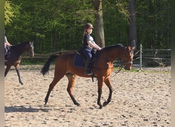 Trotón alemán, Caballo castrado, 12 años, 164 cm, Castaño